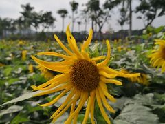 -东南花都花博园