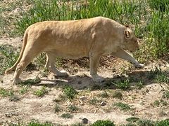 -新疆天山野生动物园