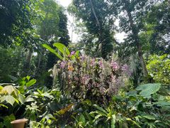 -中国科学院西双版纳热带植物园