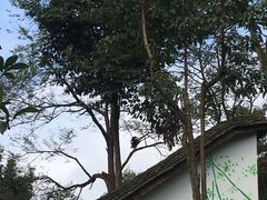 -中国大熊猫保护研究中心雅安碧峰峡基地