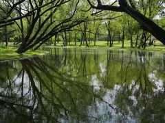 -上海共青森林公园