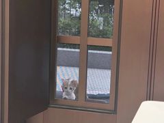 -瑞派康怡24h宠物医院·犬猫医疗中心·微创绝育(瑞景分院)