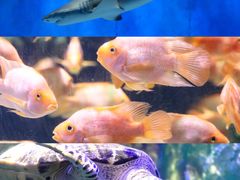 -太平洋海底世界