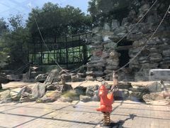 猴山-北京动物园