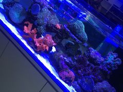 -大自然花鸟鱼虫市场