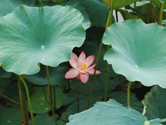 -长春市南湖公园