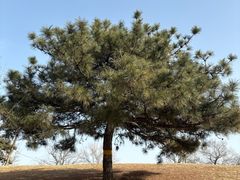 -北京西山国家森林公园