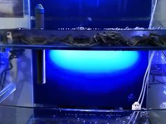 水产区-祥鹤龙虾螃蟹