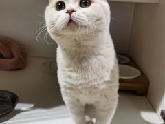 -东方名猫馆·英短金渐层布偶猫舍(环线广场1号楼店)