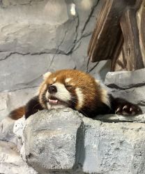 -Zoolung Zoolung动物主题公园(海信广场店)