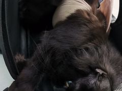 -乖乖宠物医院·猫科·急重症中心(车站北路分院)