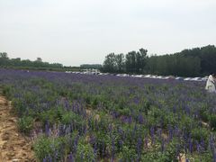 iphone_upload_pic-北京东方普罗旺斯薰衣草庄园