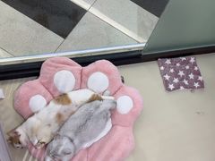 -三花喵·撸猫购宠·宠物生活馆(虹桥南丰城店)