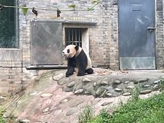 -都江堰中华大熊猫苑