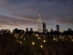 -深圳湾公园(南山区)