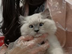 -屋虎猫馆(宝安大仟里店)