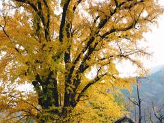 -妙峰山风景名胜区