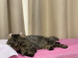 -初NAIL日式美甲美睫沙龙