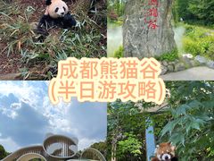 -熊猫谷