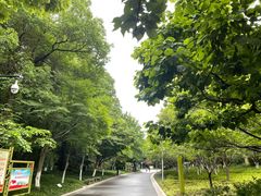 -青枫公园