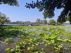 -济南大明湖景区