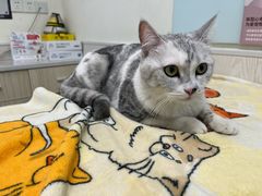 -凯特喵百思猫专科医院