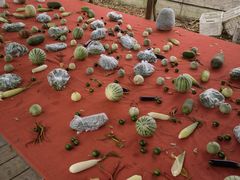 -前小桔亲子创意农场·草莓采摘·露营烧烤