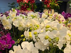 -溪岸路花鸟市场