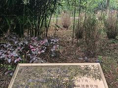 -蔡伦竹海