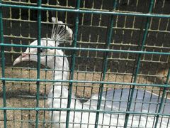 -吉隆坡雀鸟公园