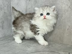 -小猫来了·猫舍(红山六九七九店)