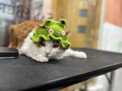 -车接车送·寄养洗护·德文猫舍(大宁店)