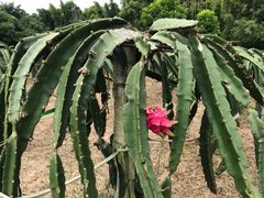 -开平碉楼文化旅游区马降龙景区