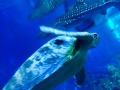 -成都浩海立方海洋公园