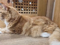 -MOCHA明星猫咖(田子坊店)