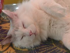 -平行世界·猫咖(首经贸店)