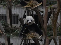 -成都大熊猫繁育研究基地