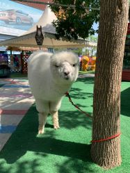 -萌宠亲子动物乐园(槐房万达店)