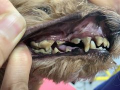 -宠福鑫康馨动物医院·骨科·眼科