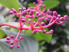 -深圳市中科院仙湖植物园