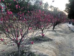 -南国桃园旅游度假区