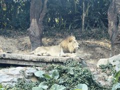 -广州长隆野生动物世界