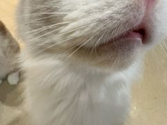 -藏猫猫咖啡主题馆(中央大道店)