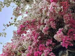 -深圳国际园林花卉博览园