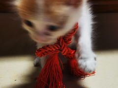 -严国平动物医院(德政总院)