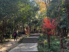 -紫金山山顶公园