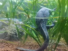 -上海大自然野生昆虫馆