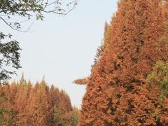 -桤木河湿地公园