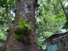 -中国科学院西双版纳热带植物园