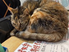 -猫的天空之城概念书店(杭州南宋御街店)